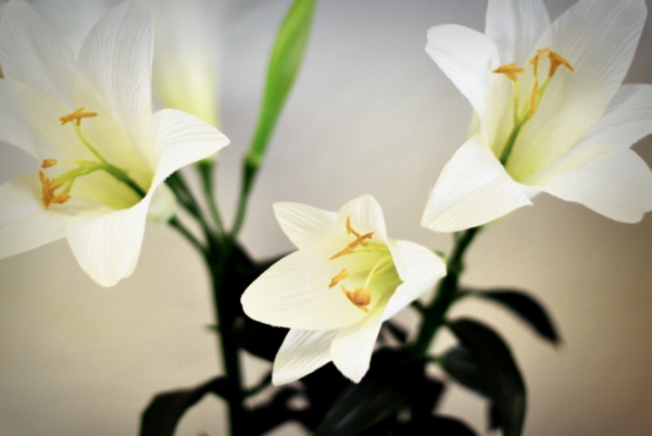 Easter lilies in the church foyer.